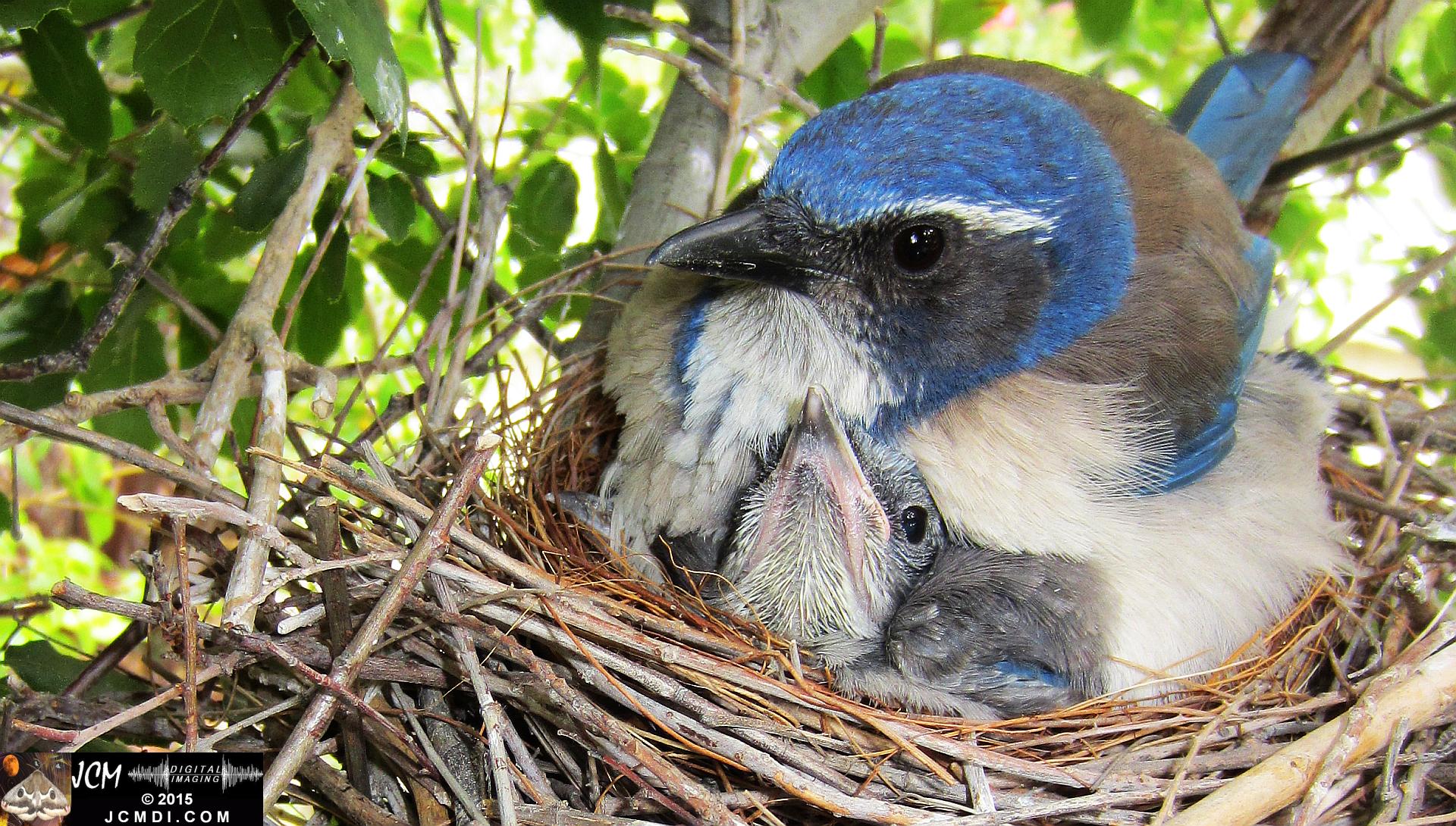 Scrub Jay Documentary Nest and Chicks HS300